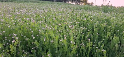 Seradela saladera saradela