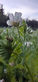 Seradela saladera saradela