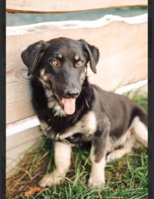 Sreberek - niewielki, domowy psiak szuka domu!