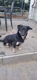 Sreberek - niewielki, domowy psiak szuka domu!