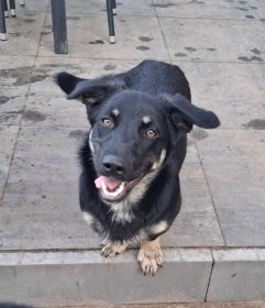 Sreberek - niewielki, domowy psiak szuka domu!