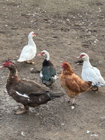 Kaczki francuskie młode i stare