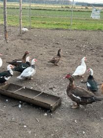 Kaczki francuskie młode i stare