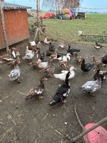 Kaczki francuskie młode i stare