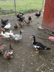 Kaczki francuskie młode i stare