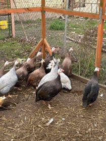 Perliczki młode tegoroczne