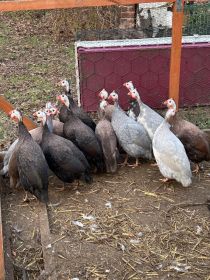 Perliczki młode tegoroczne