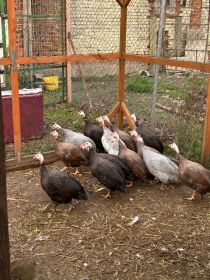 Perliczki młode tegoroczne