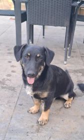 Krecik – niskopodłogowy szczeniak szuka domu!