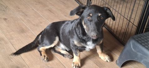 Krecik – niskopodłogowy szczeniak szuka domu!