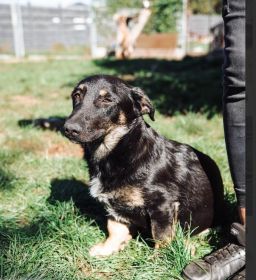 Krecik – niskopodłogowy szczeniak szuka domu!