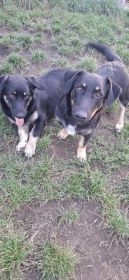 Krecik – niskopodłogowy szczeniak szuka domu!