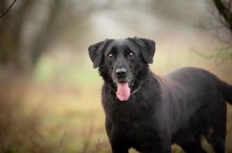 Uśmiechnięty Portos w typie labradora szuka domu!