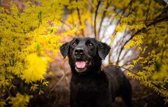 Uśmiechnięty Portos w typie labradora szuka domu!