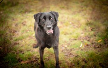 Uśmiechnięty Portos w typie labradora szuka domu!