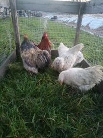 Sprzedam kochiny miniaturki