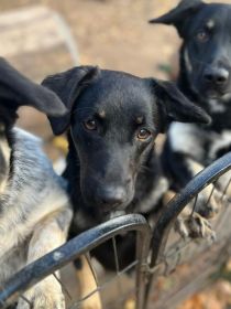 Łagodna Milusia SZCZENIAK szuka kochającego domu!