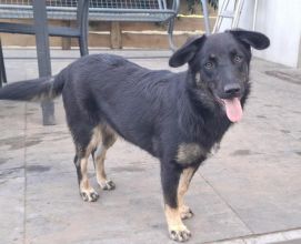 Łagodna Milusia SZCZENIAK szuka kochającego domu!