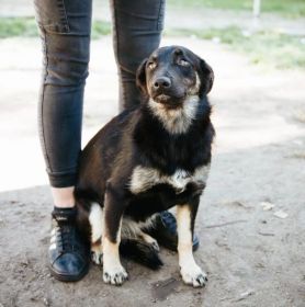 Łagodna Milusia SZCZENIAK szuka kochającego domu!
