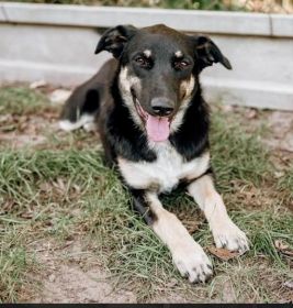 Tutka - sunia ideał, młoda, kotolubna, wesoła!