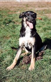 Tutka - sunia ideał, młoda, kotolubna, wesoła!