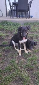 Tutka - sunia ideał, młoda, kotolubna, wesoła!