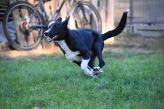 Pepa - wesoła, przyjazna suczka border mix szuka domu!