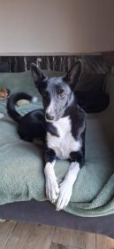 Pepa - wesoła, przyjazna suczka border mix szuka domu!