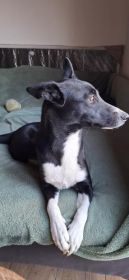 Pepa - wesoła, przyjazna suczka border mix szuka domu!