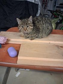 Znaleziono malego kota