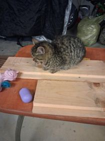 Znaleziono malego kota