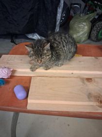 Znaleziono malego kota