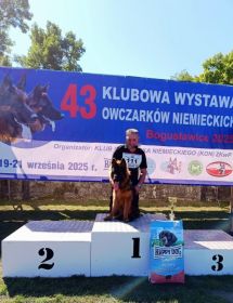 Owczarek niemiecki długowłosy