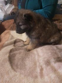 Oddam owczarki niemieckie