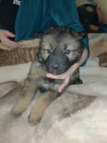 Oddam owczarki niemieckie