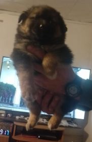 Oddam owczarki niemieckie