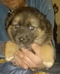 Oddam owczarki niemieckie