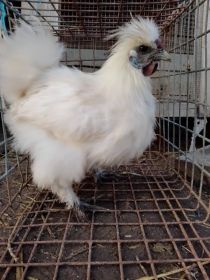 Sprzedam wszystko co na zdjęciach