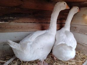 Sprzedam wszystko co na zdjęciach