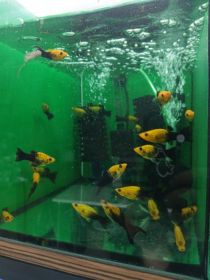 Rybki akwariowe różne