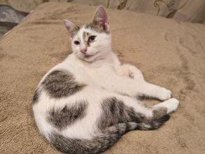 Olinek - słodki 4 miesięczny kociak do pokochania