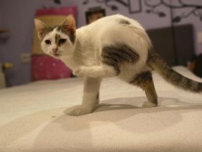 Olinek - słodki 4 miesięczny kociak do pokochania