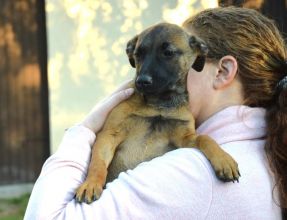 5 miesięczna Tina szczeniak szuka domu!