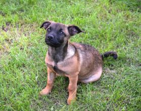 5 miesięczna Tina szczeniak szuka domu!