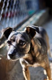 Niewielki Bureczek szuka domu!