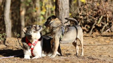 Niewielki Bureczek szuka domu!