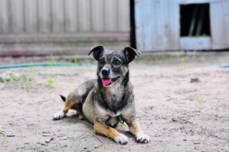 Niewielki Bureczek szuka domu!