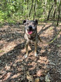 Niewielki Bureczek szuka domu!