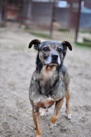 Niewielki Bureczek szuka domu!