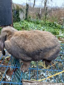 Baran francuski- samica